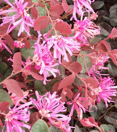 Fringe-Flower Ruby